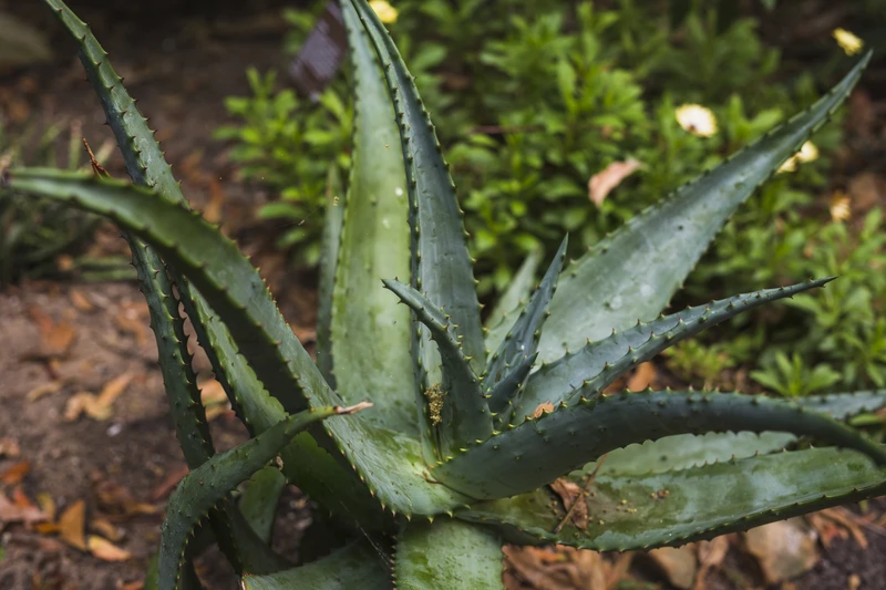 Aloe Vera