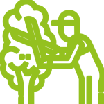 Talas y podas de arboles y arbustos