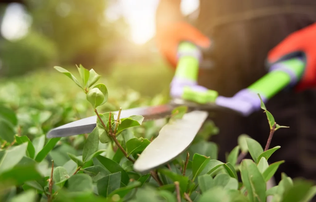 Mantenimiento de Jardines