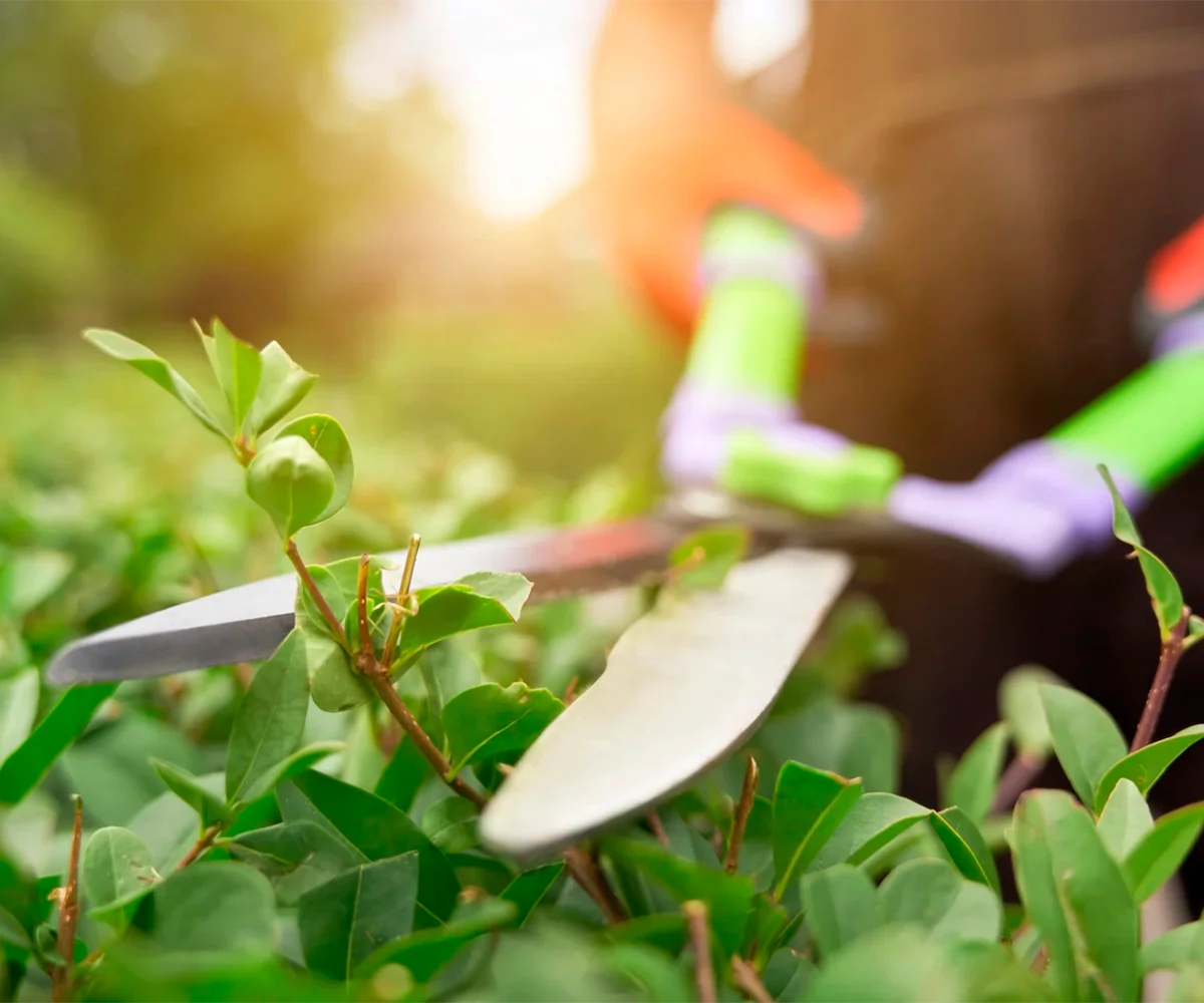 Mantenimiento de Jardines home