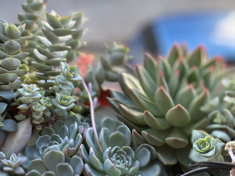 Suculentas
